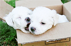10820150739199.gif