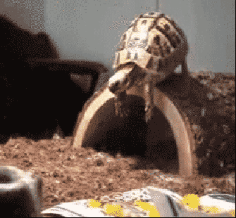 9kQvVbg.gif