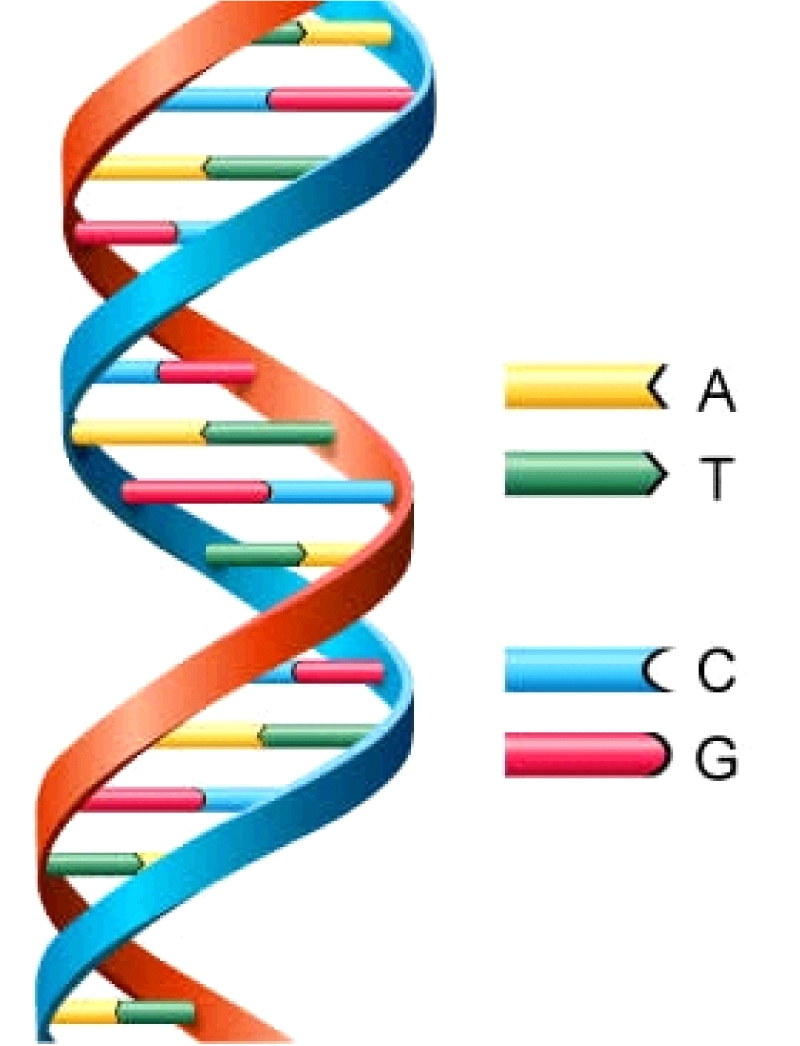 dna.jpg
