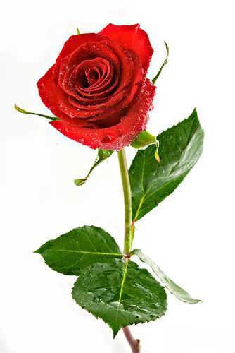z7766372Q,Roza-w-kosmetyce.jpg