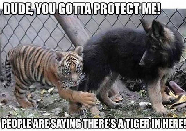 tigerhere_zpsf25e9a90.jpg