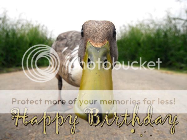 funny-duck_happy-birthday.jpg