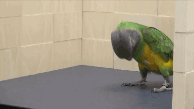 tumblr_nzgxrkZ5sc1s02vreo3_400.gif