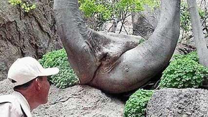 tree-vagina-aol-news.jpg