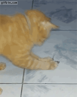 jF5OnzT.gif