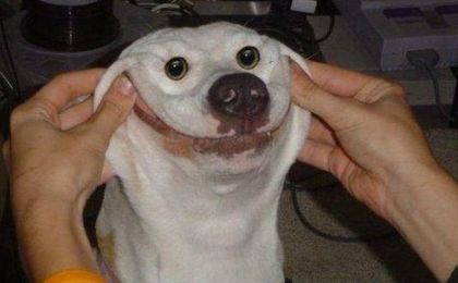 usmiechniete_zwierzeta_420.jpeg