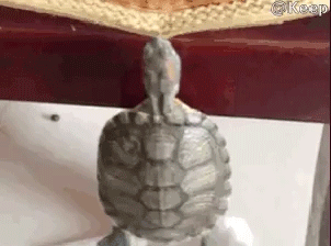 1e1e0effaccef90f15f289e4e72fa7c4.gif