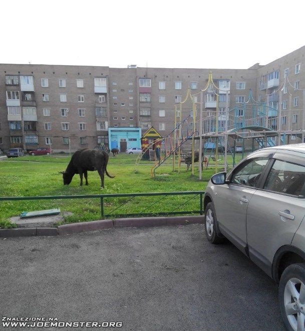ktos_sobie_zrobil_pastwisko_z_placu_zabaw.jpg